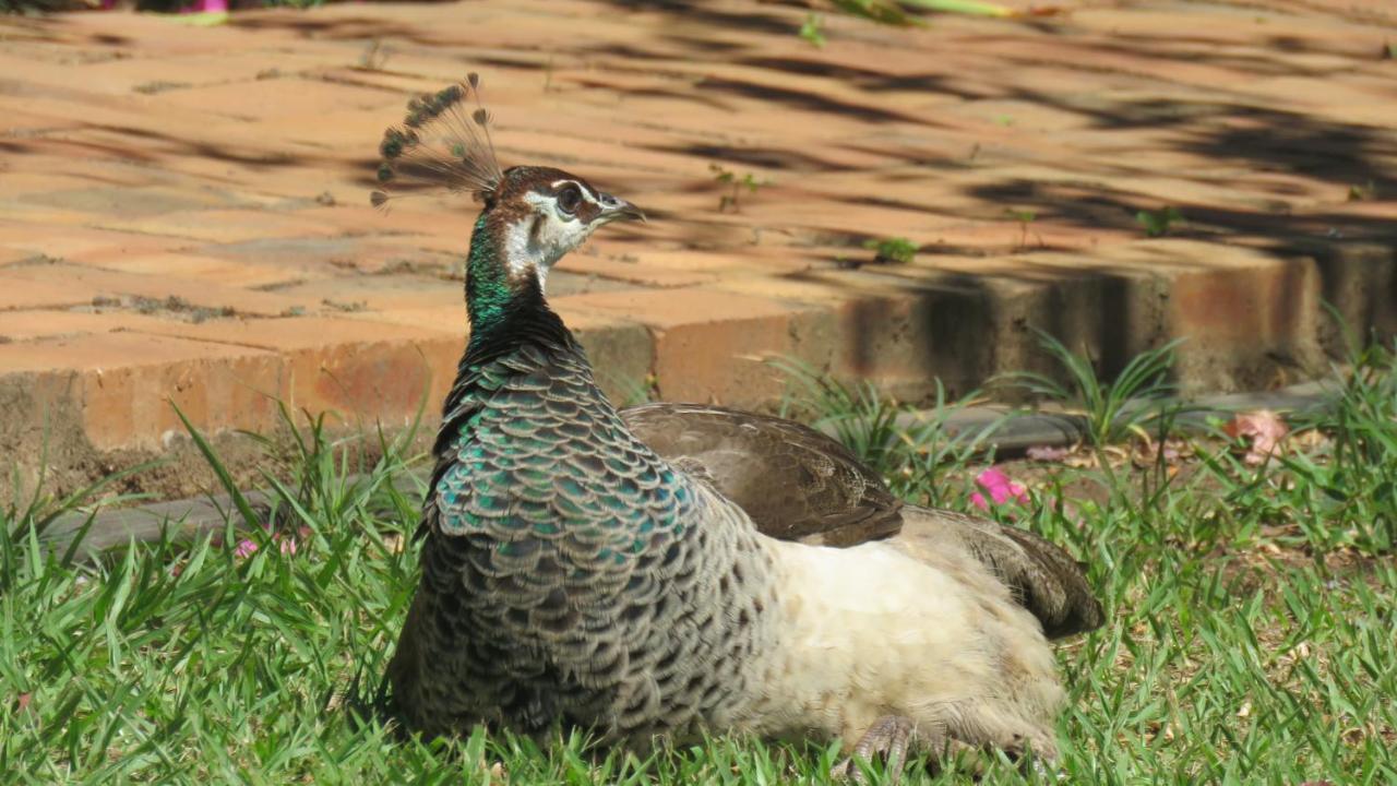 Dwaleni Farm Lodge Matsapha Eksteriør billede